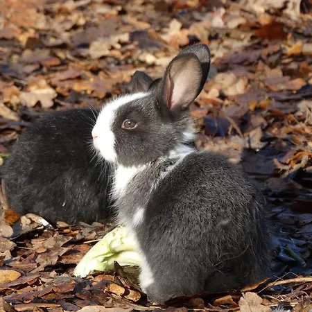 Casa Palmeiras-pedagogic Farm