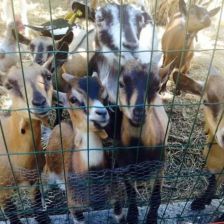 Casa Palmeiras-pedagogic Farm Feriegård Mangualde