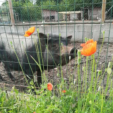 Casa Palmeiras-pedagogic Farm *