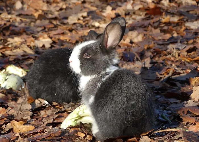 Casa Palmeiras-pedagogic Farm