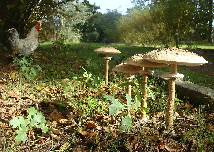 Casa Palmeiras-pedagogic Farm בית חווה *