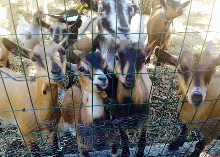 Casa Palmeiras-pedagogic Farm בית חווה מנגולדה