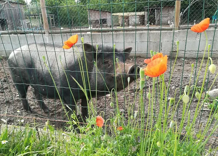 Casa Palmeiras-pedagogic Farm *